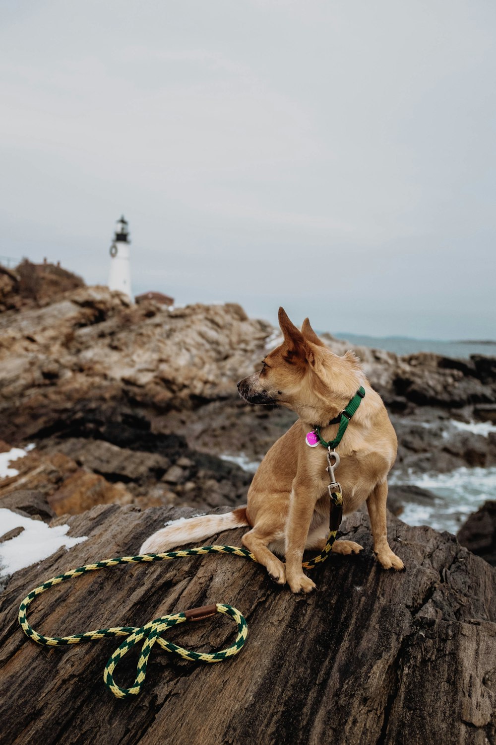 Perro marrón sentado en la roca