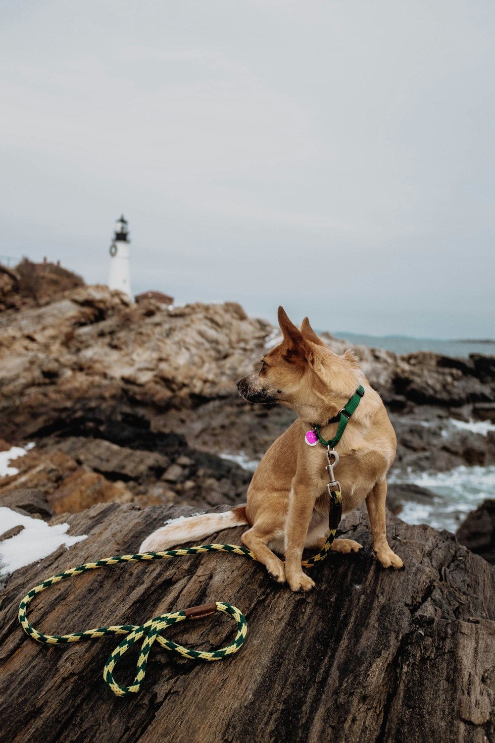 brauner Hund sitzt auf Felsen