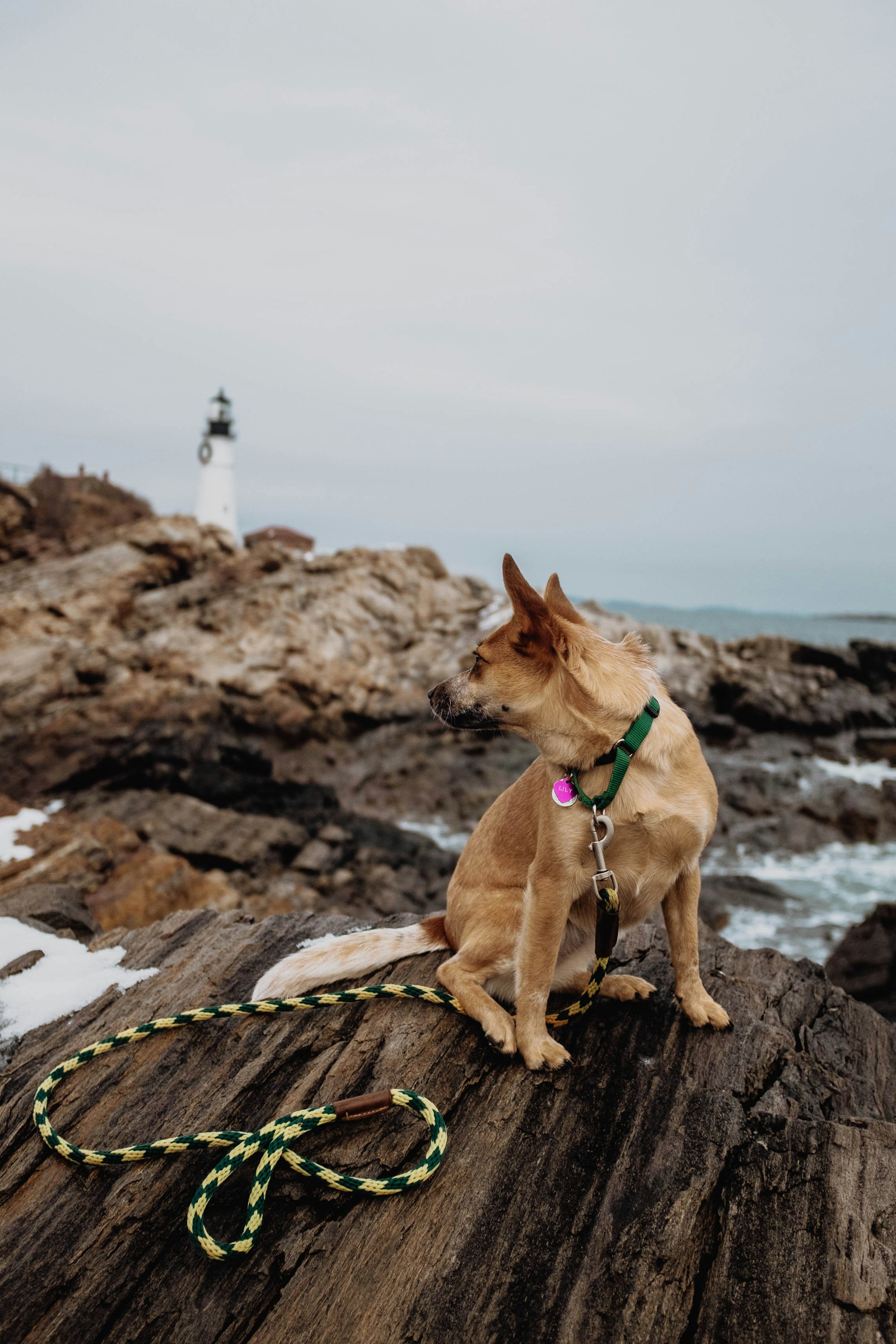 Are Australian Cattle Dogs Smart