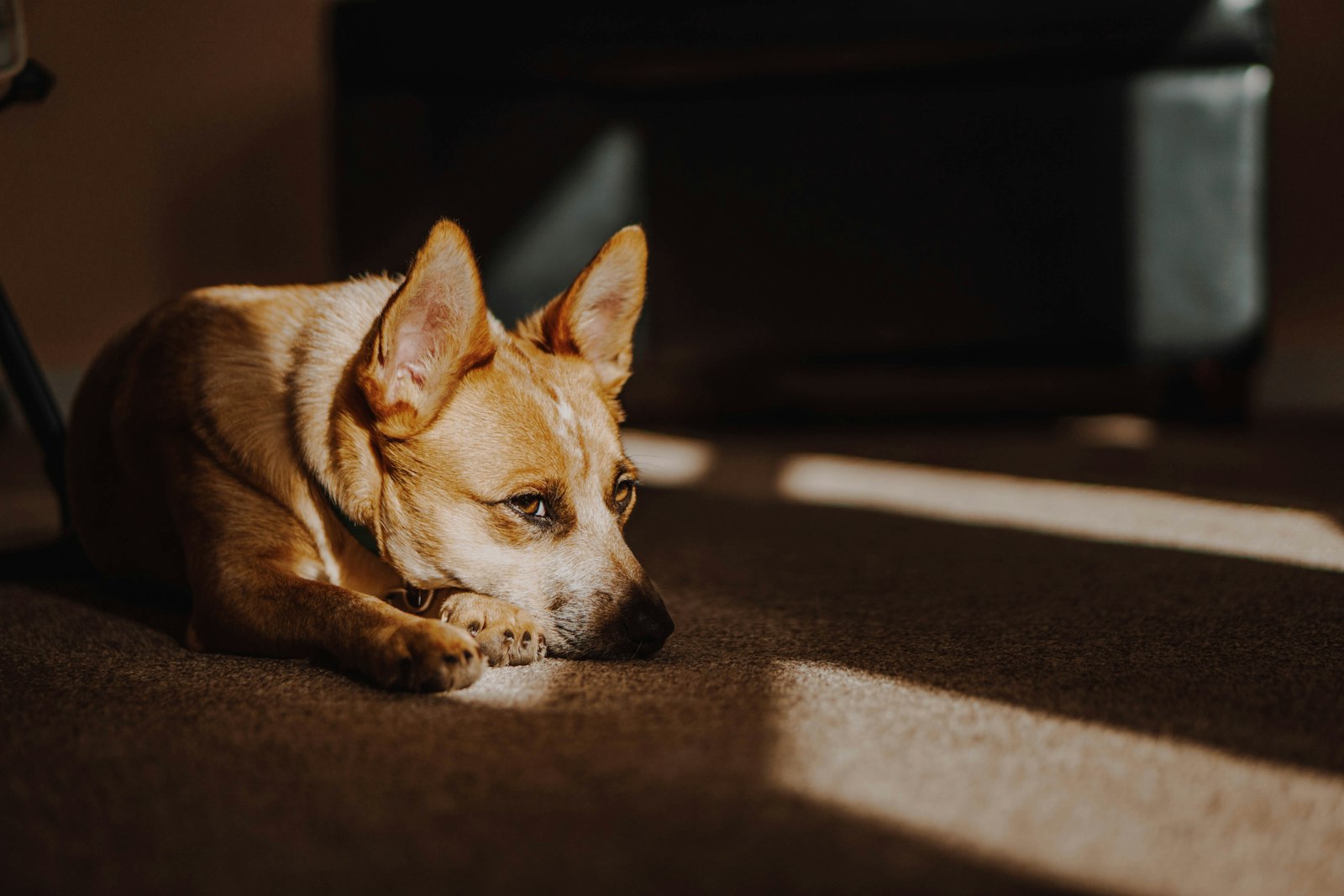 Sony a6500 + E 50mm F1.8 OSS sample photo. Short-coated brown dog photography