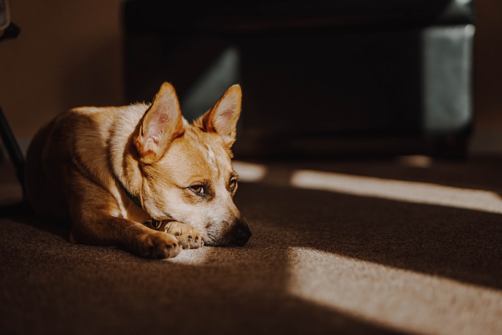 short-coated brown dog