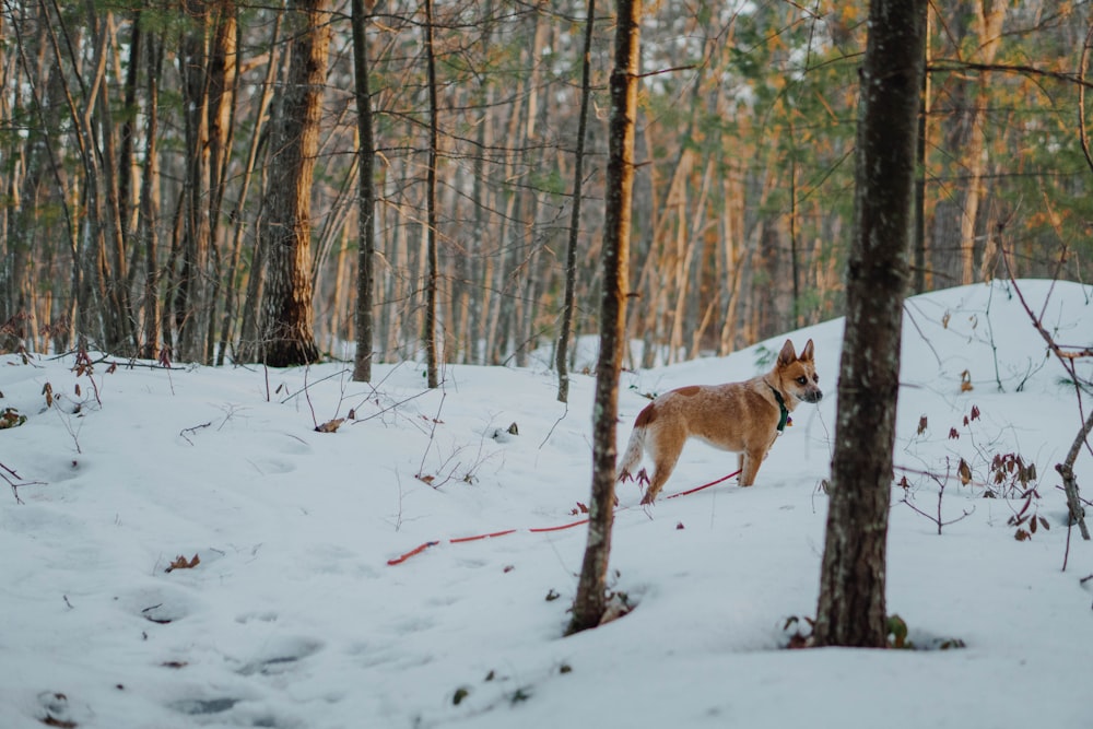 Ausgewachsener kurzhaariger brauner Hund, der neben braunen und grünen Bäumen steht