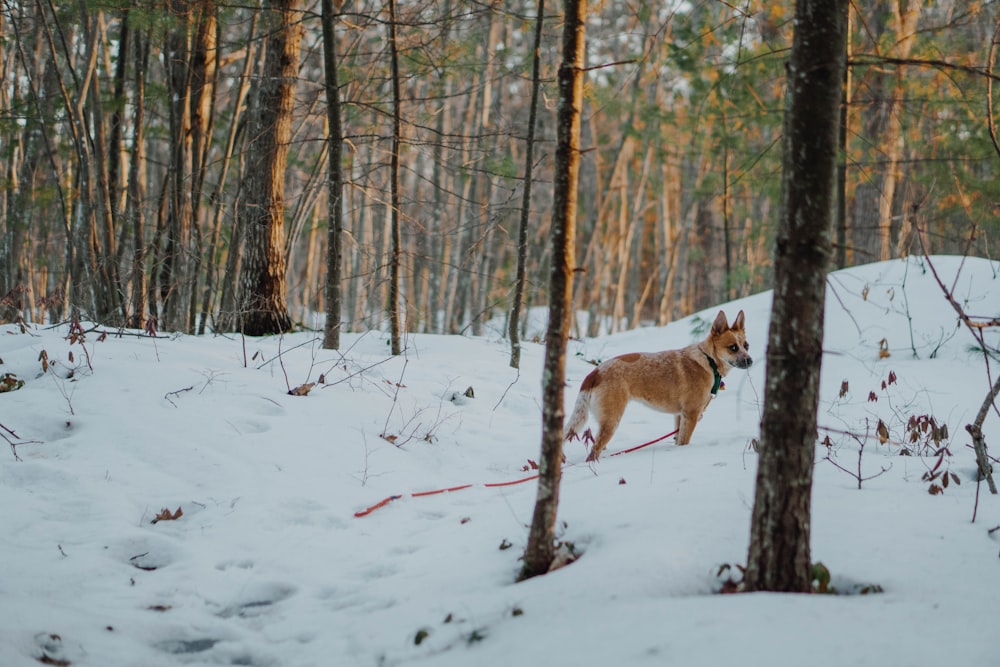 adult short-coated tan dog standing beside brown and green trees