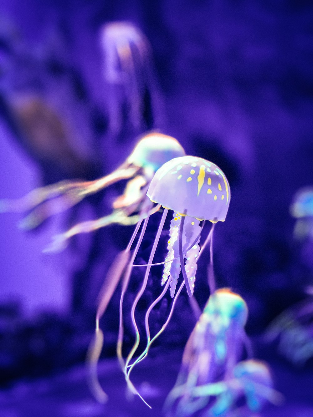 jelly fish