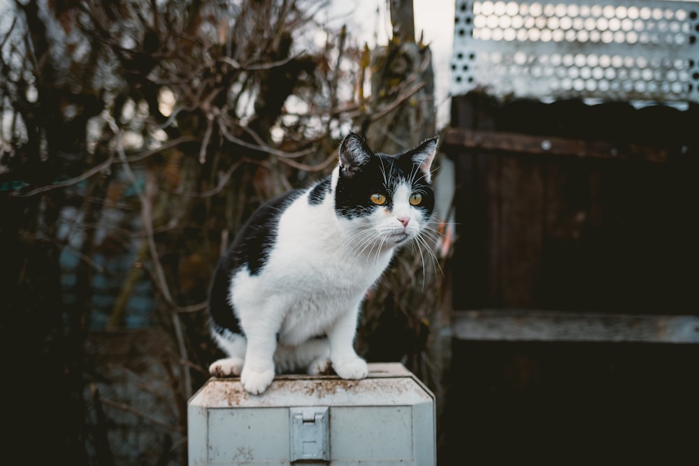 short-coated white and black cat sitting on gray metal box