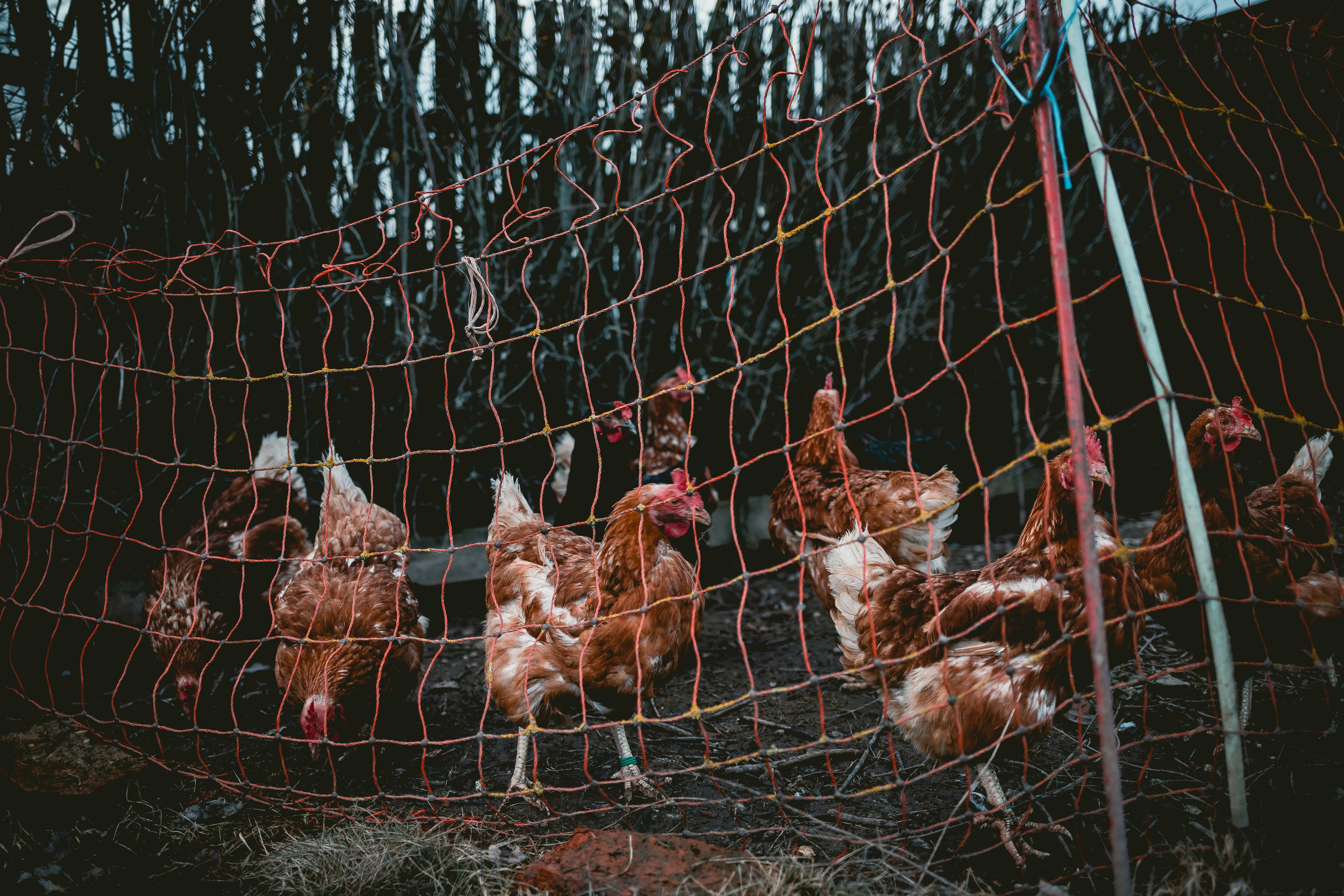 Photo by niklas_hamann