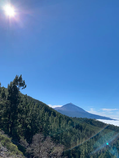 A warm photo of the Verdevento team outdoors, surrounded by lush green forest and soft sunlight.