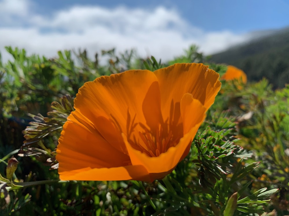 orange poppy flower during daytime