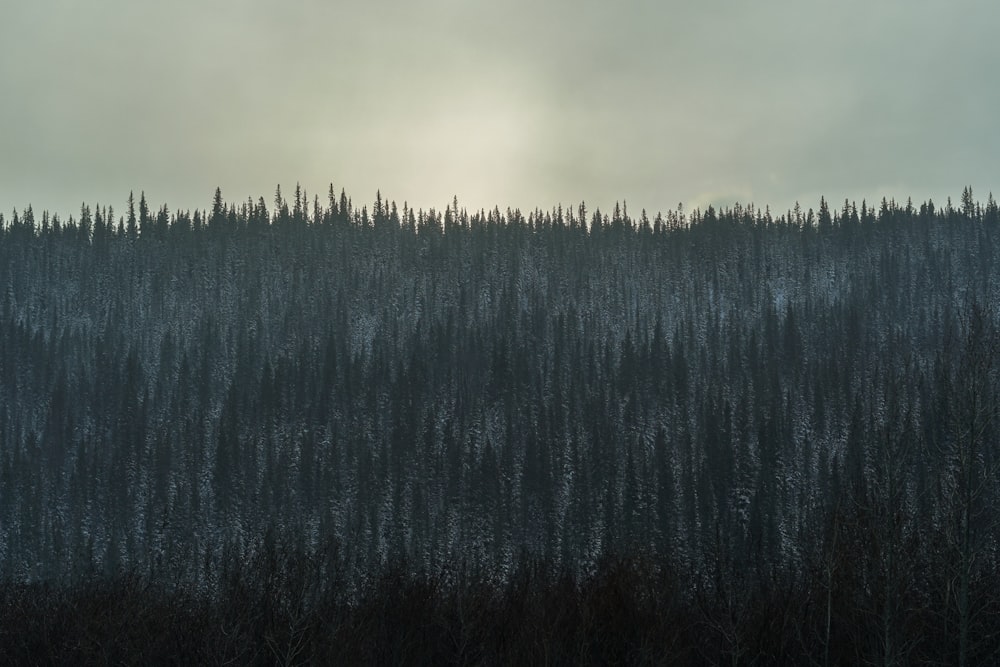 green trees under cloudy sky