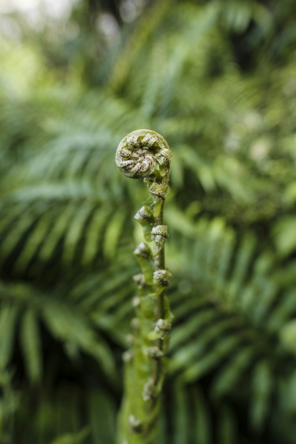 selective photography of green fern