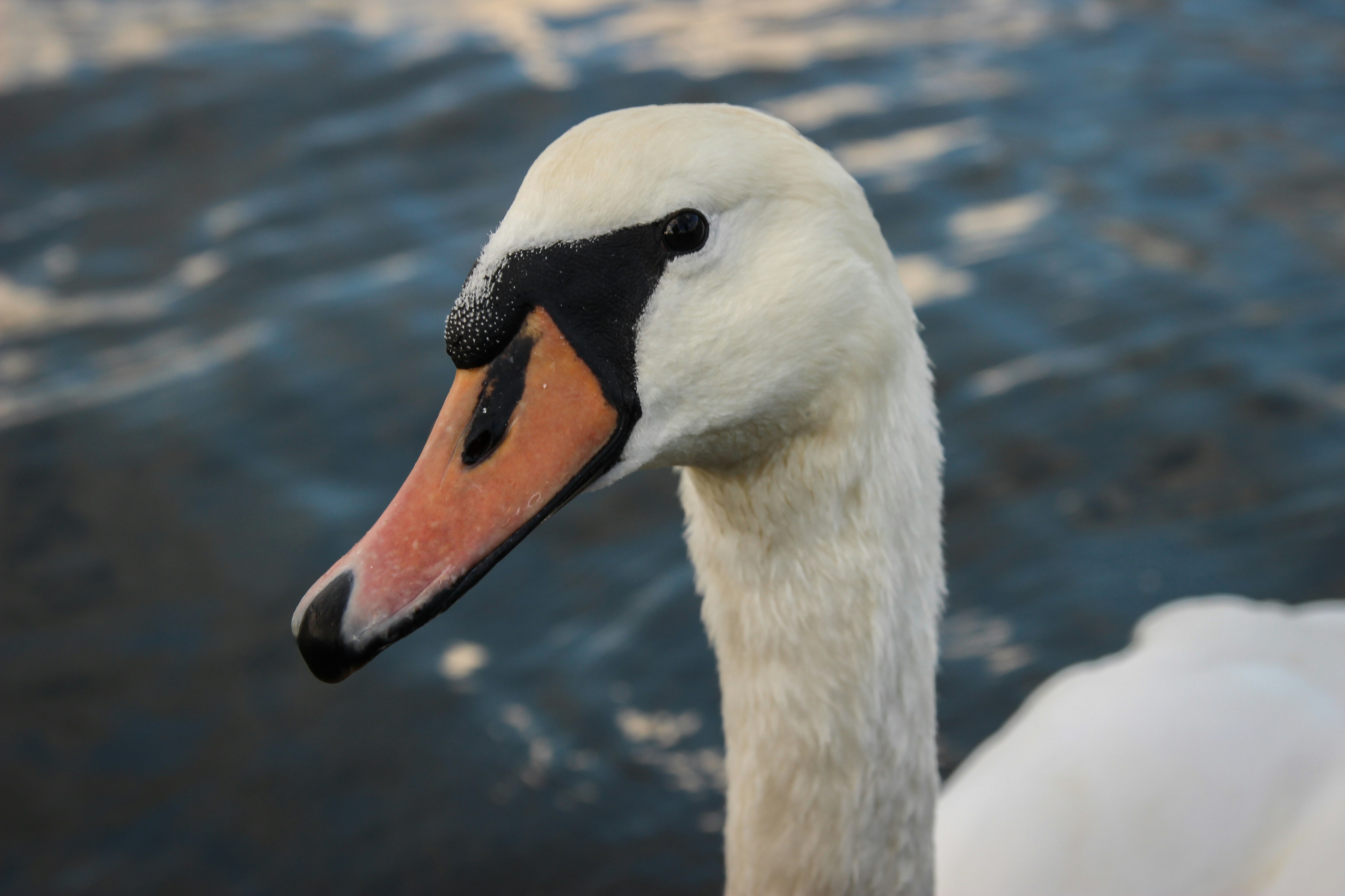 Photo by herrherrmann