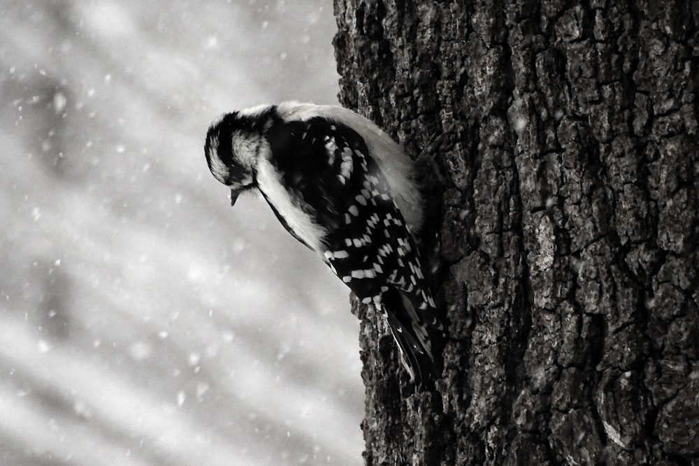 black and white bird perching on tree