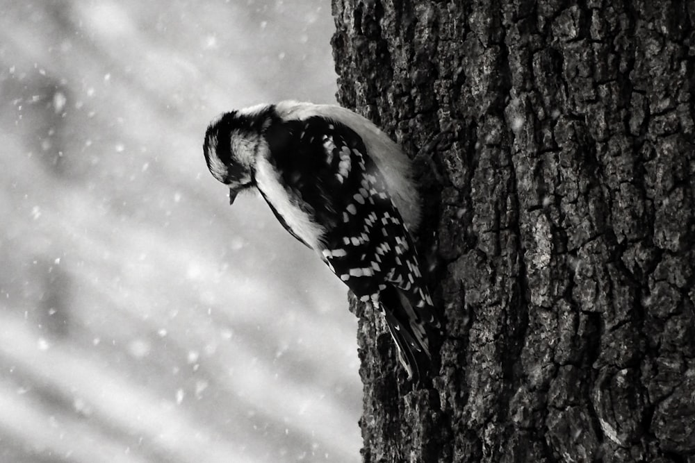 Schwarzer und weißer Vogel sitzt auf Baum