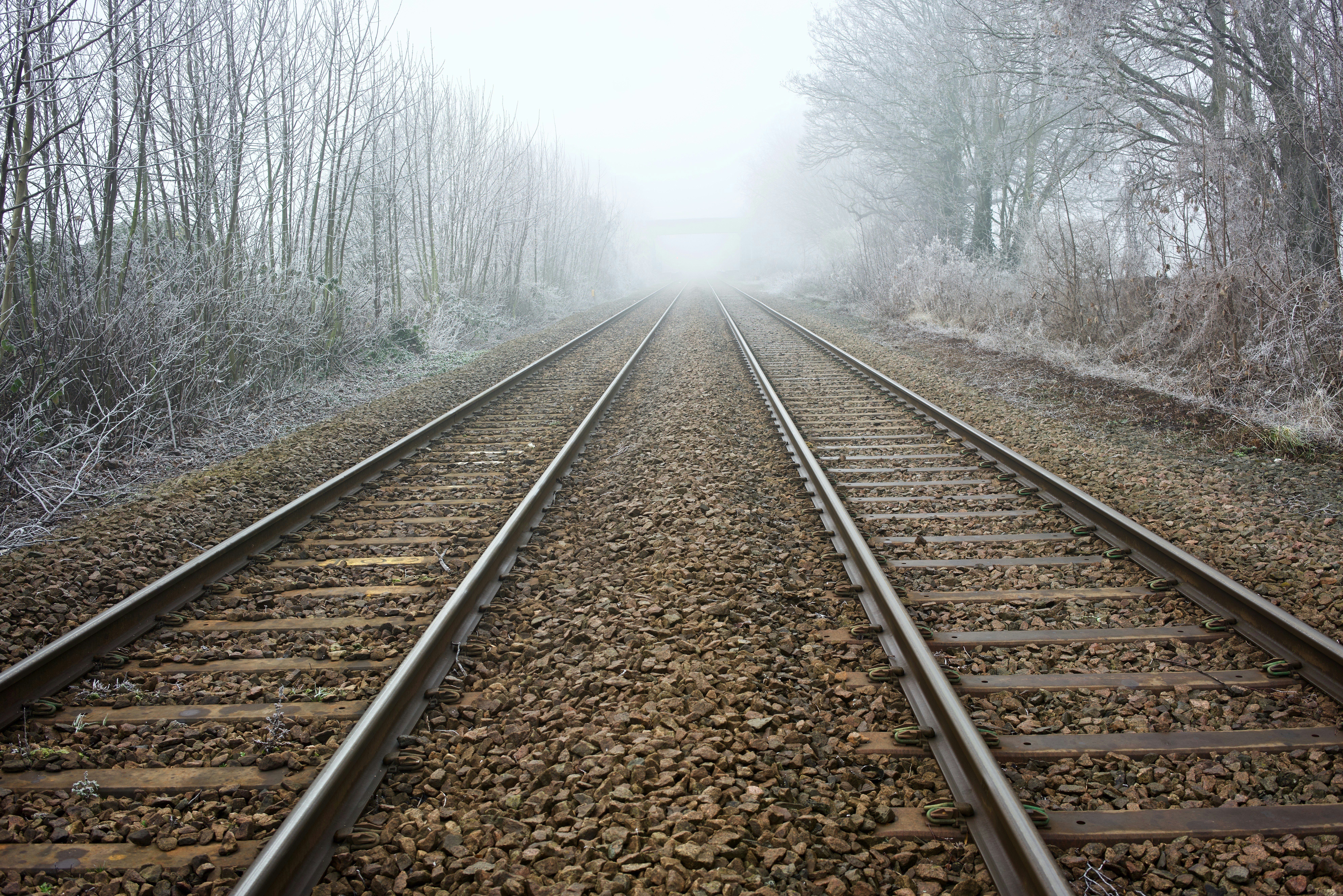 empty rail between forest
