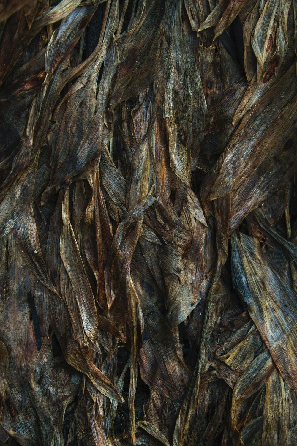a close up of a bunch of dried leaves