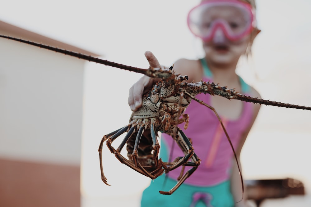 selective focus photography of brown crab