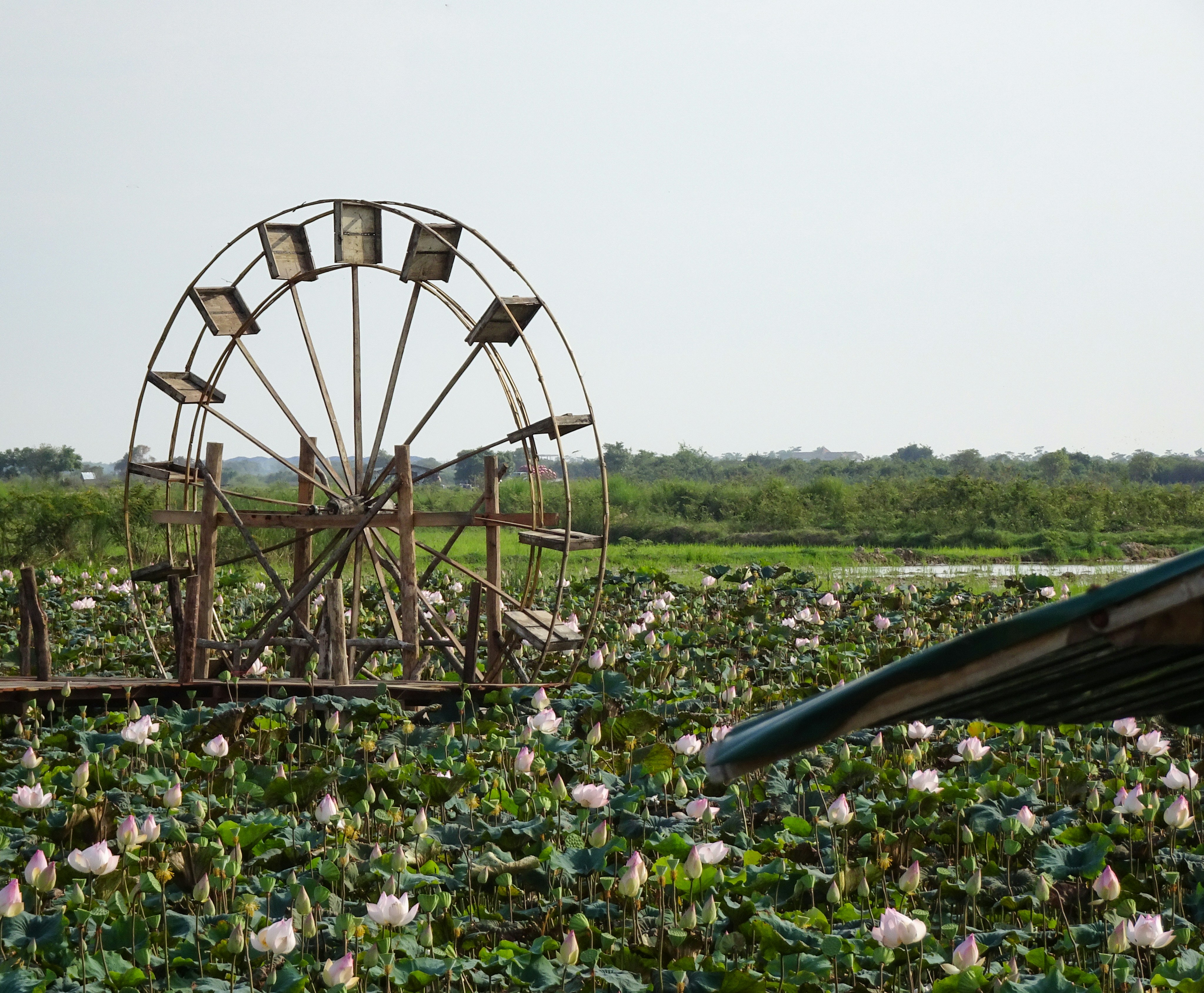 Rustic water wheel rises above a pond of pink lotus flowers, captured in a tranquil photograph.