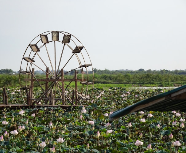 Wangjia water wheel operating in a vibrant shrimp farming pond