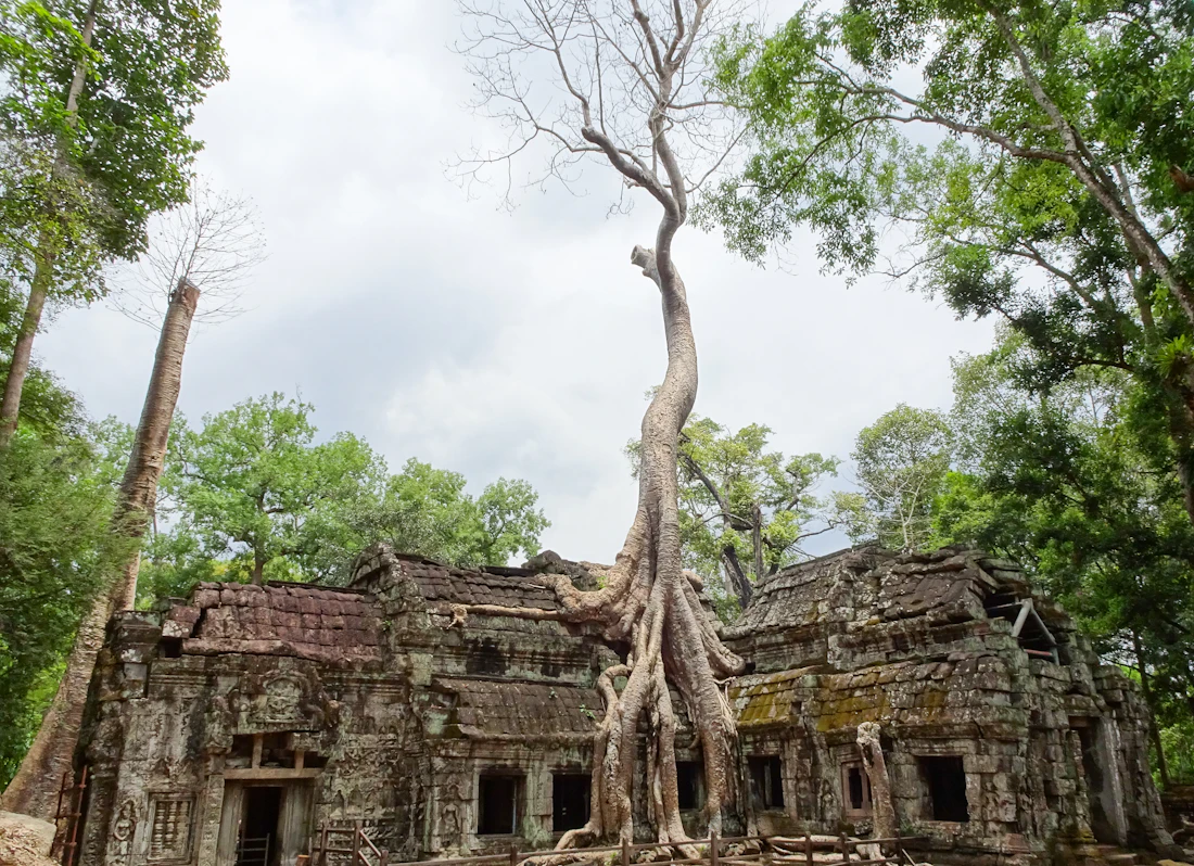 The massive tree roots reclaiming Ta Prohm temple