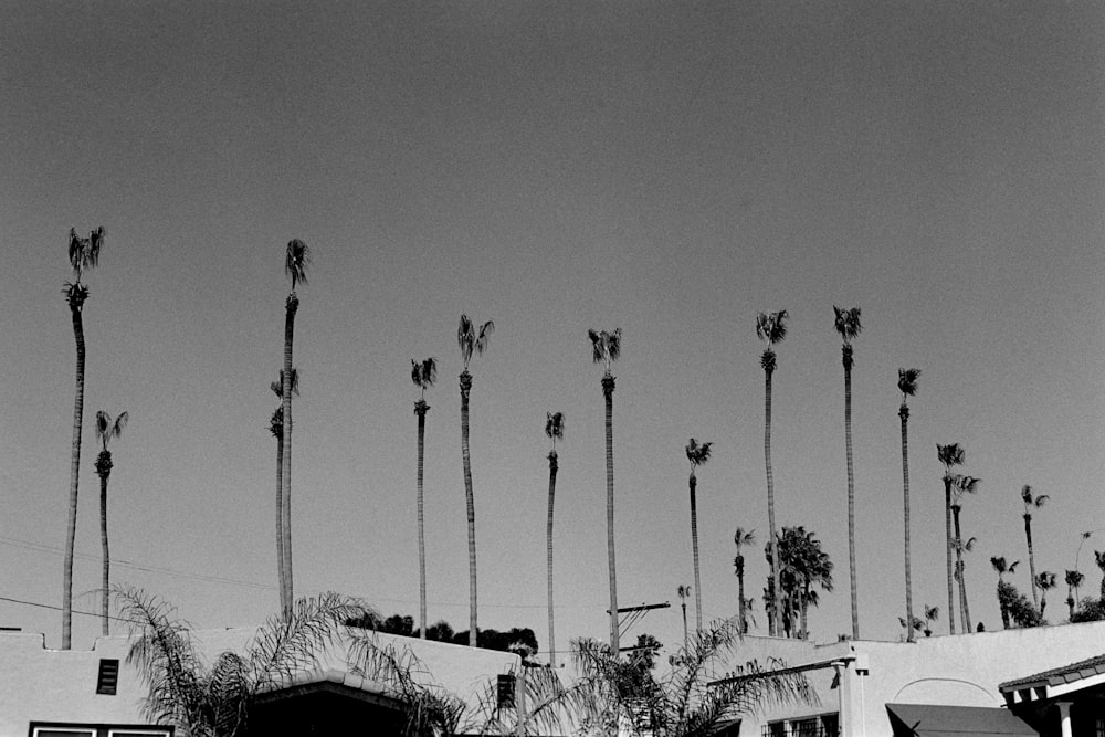 Graustufenfotografie von Bäumen neben Gebäuden