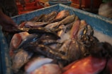 A variety of fresh fish are piled on a bed of ice within a large blue container. The fish have different colors and textures, ranging from shiny black to pink and yellow. A person’s hand is visible, seemingly arranging or selecting one of the fish.