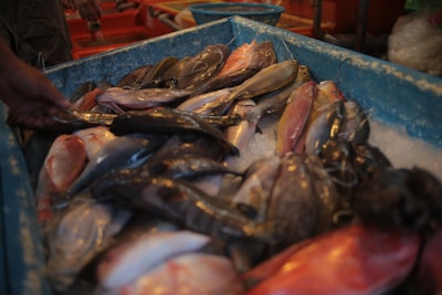 A variety of fresh fish are piled on a bed of ice within a large blue container. The fish have different colors and textures, ranging from shiny black to pink and yellow. A person’s hand is visible, seemingly arranging or selecting one of the fish.