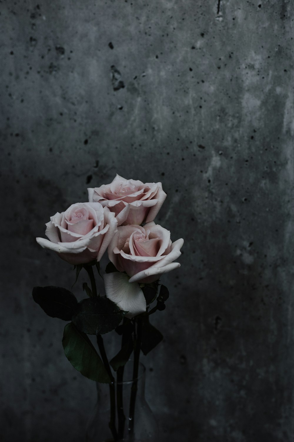 three pink roses