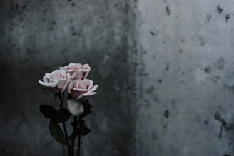 selective focus photography of pink roses beside gray concrete wall