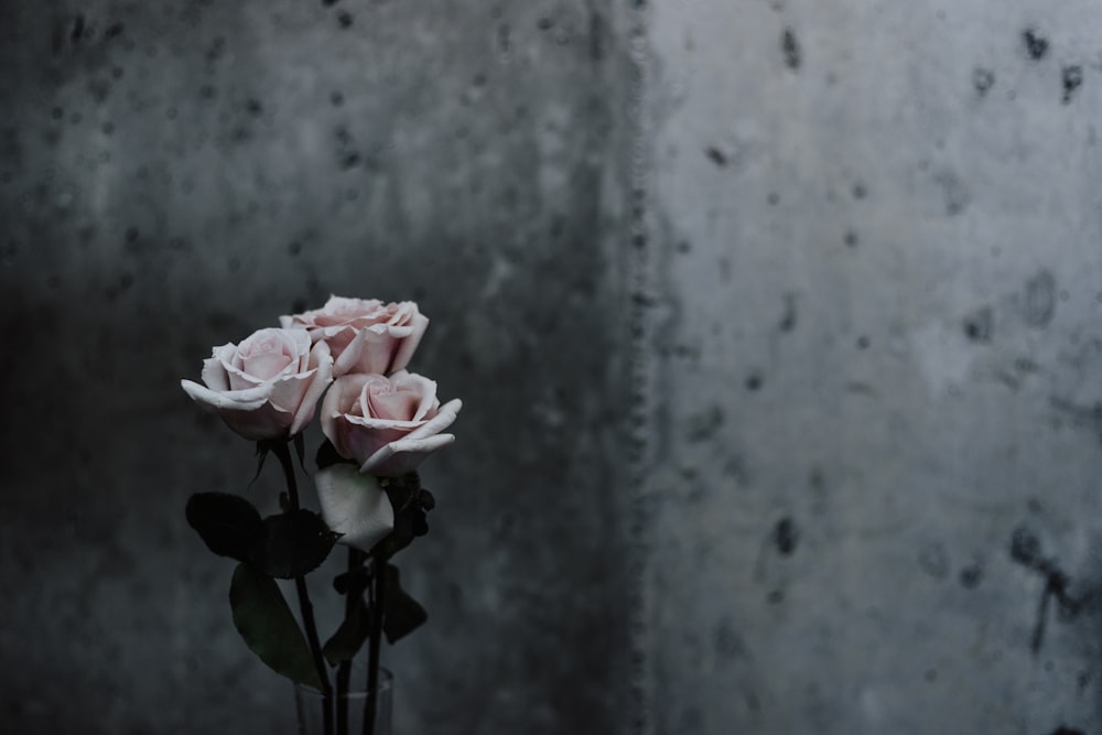 selective focus photography of pink roses beside gray concrete wall