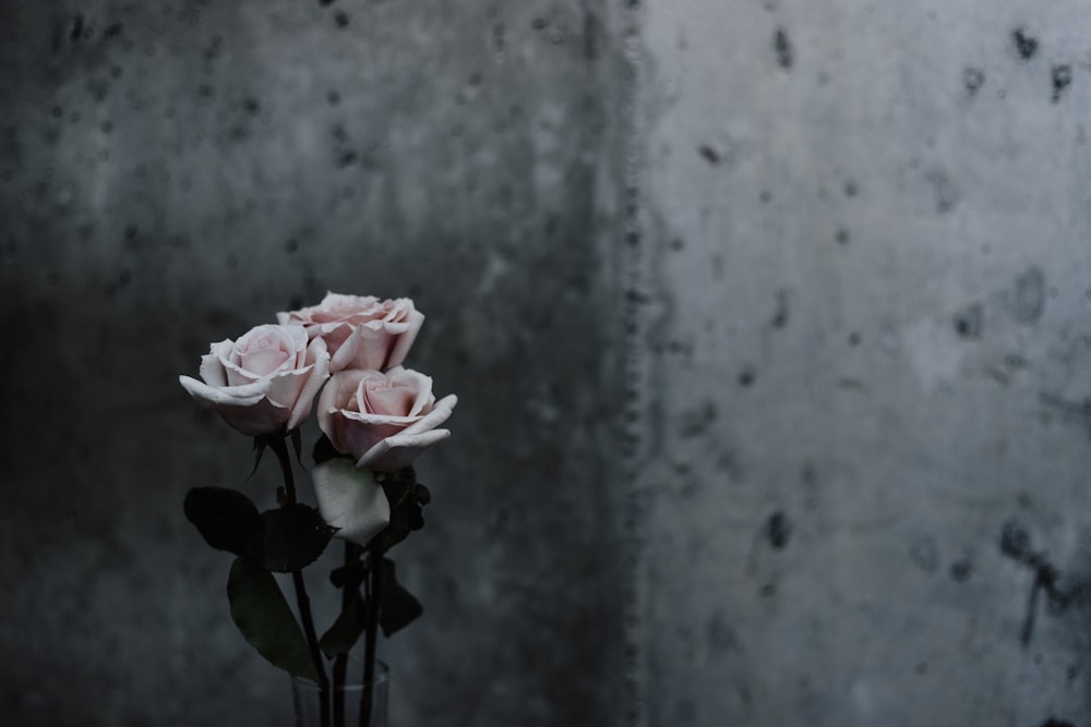 Fotografia selettiva di messa a fuoco delle rose rosa accanto al muro di cemento grigio