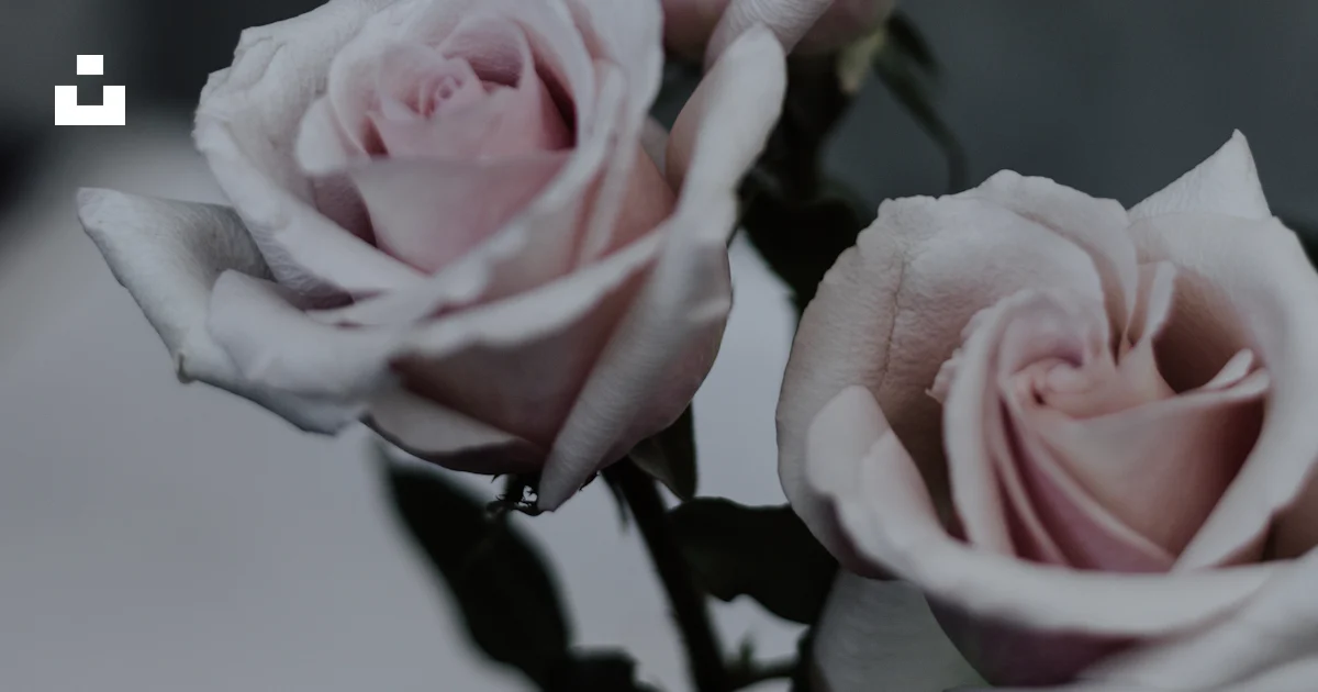 Pin Roses Picures Three pin roses photo – Free Flower Image on Unsplash