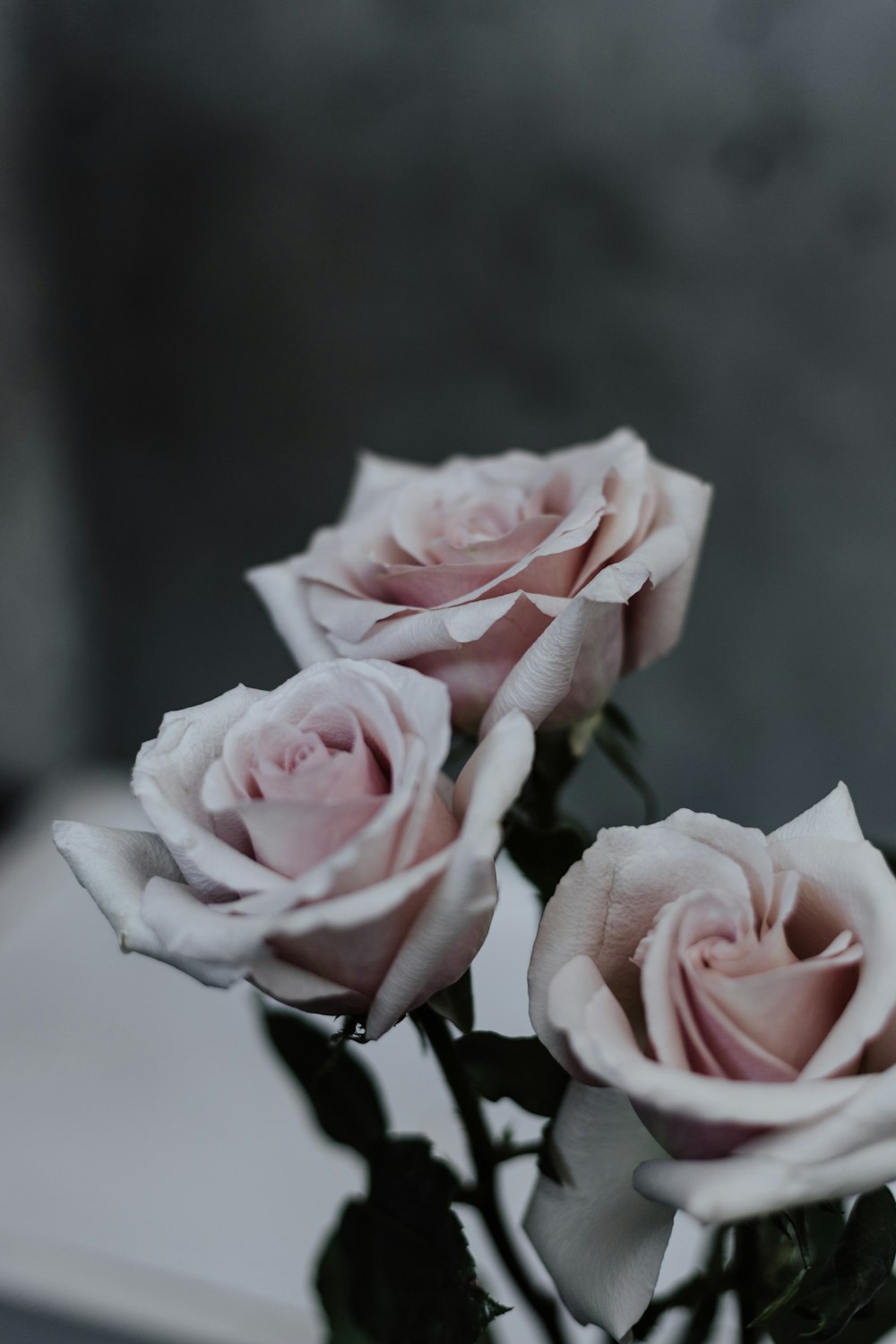 three pin roses