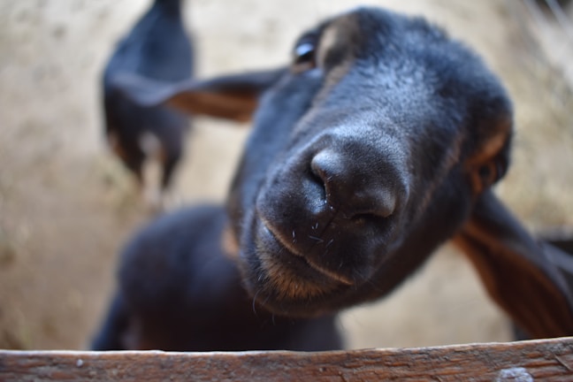 A close-up of a curious goat with black fur, focusing on its face. The goat's nose is centered, and its eyes are slightly off-center, creating a comical and endearing perspective. Two other goats are blurred in the background, suggesting a farm or rustic setting.
