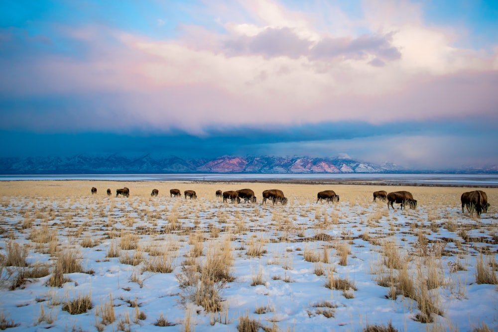 herd of animals on brown sand