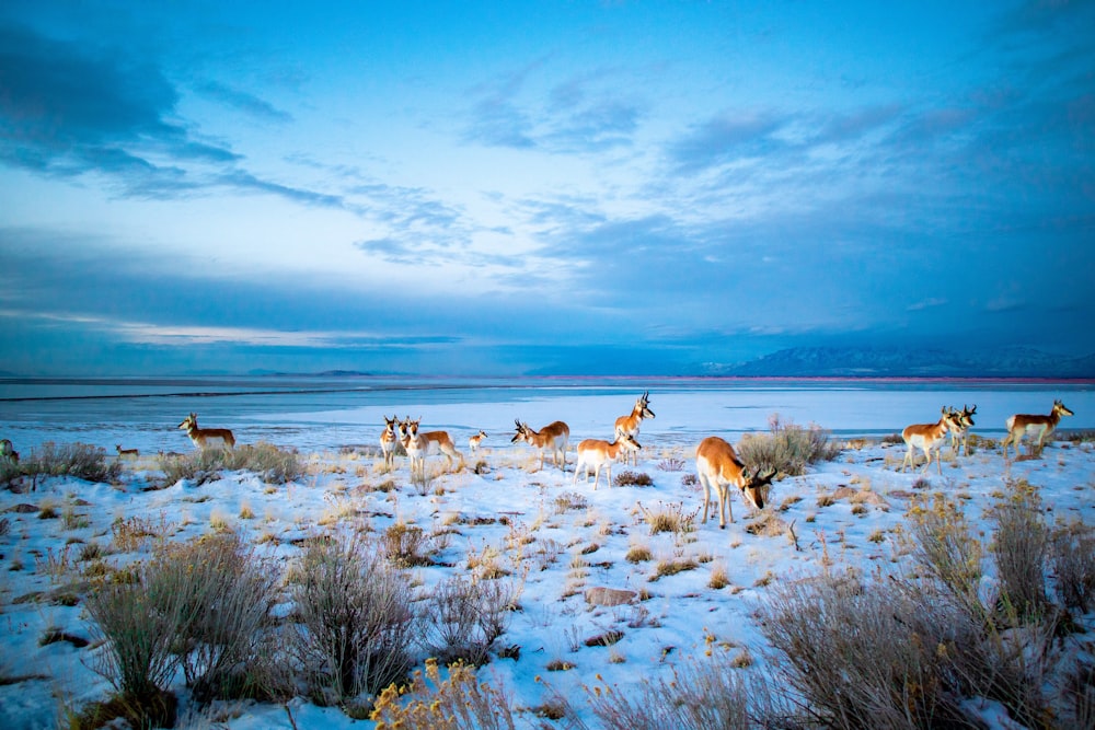 herd of deer on white sand near shore