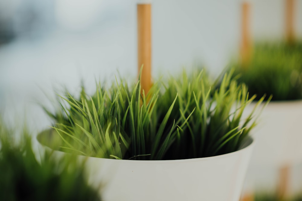 potted green-leafed plant