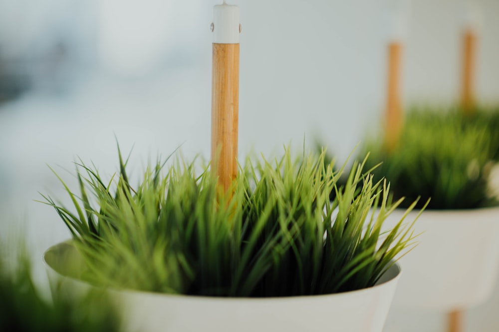 green-leafed plant in white pot