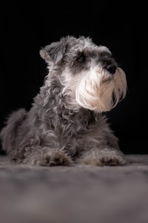 A fluffy gray schnauzer dog is lying down on a surface with a dark background. The dog's fur is curly and its facial expression appears calm and attentive. Its beard and eyebrows are prominent, characteristic of the schnauzer breed.