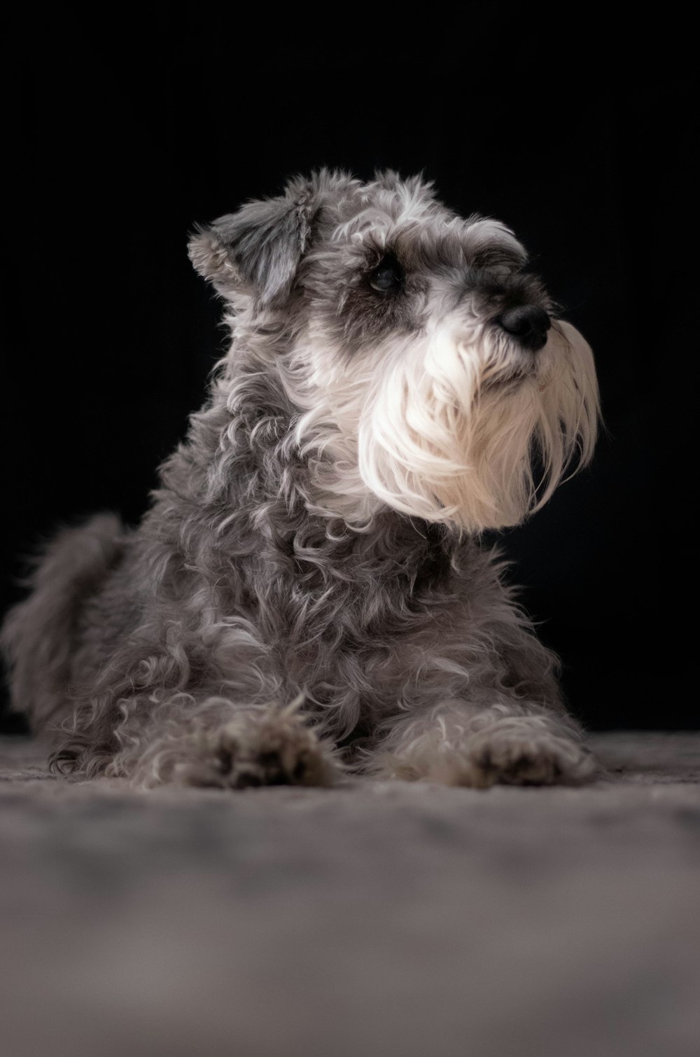 chien gris et blanc à poil long