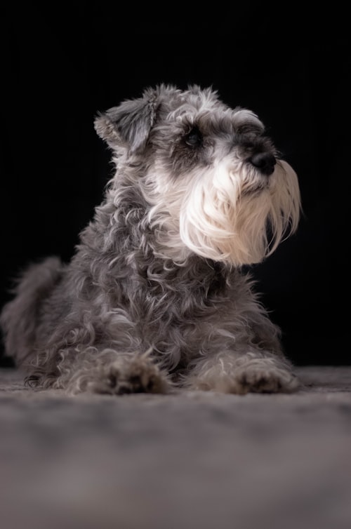 Schnauzer with grown-out coat before grooming