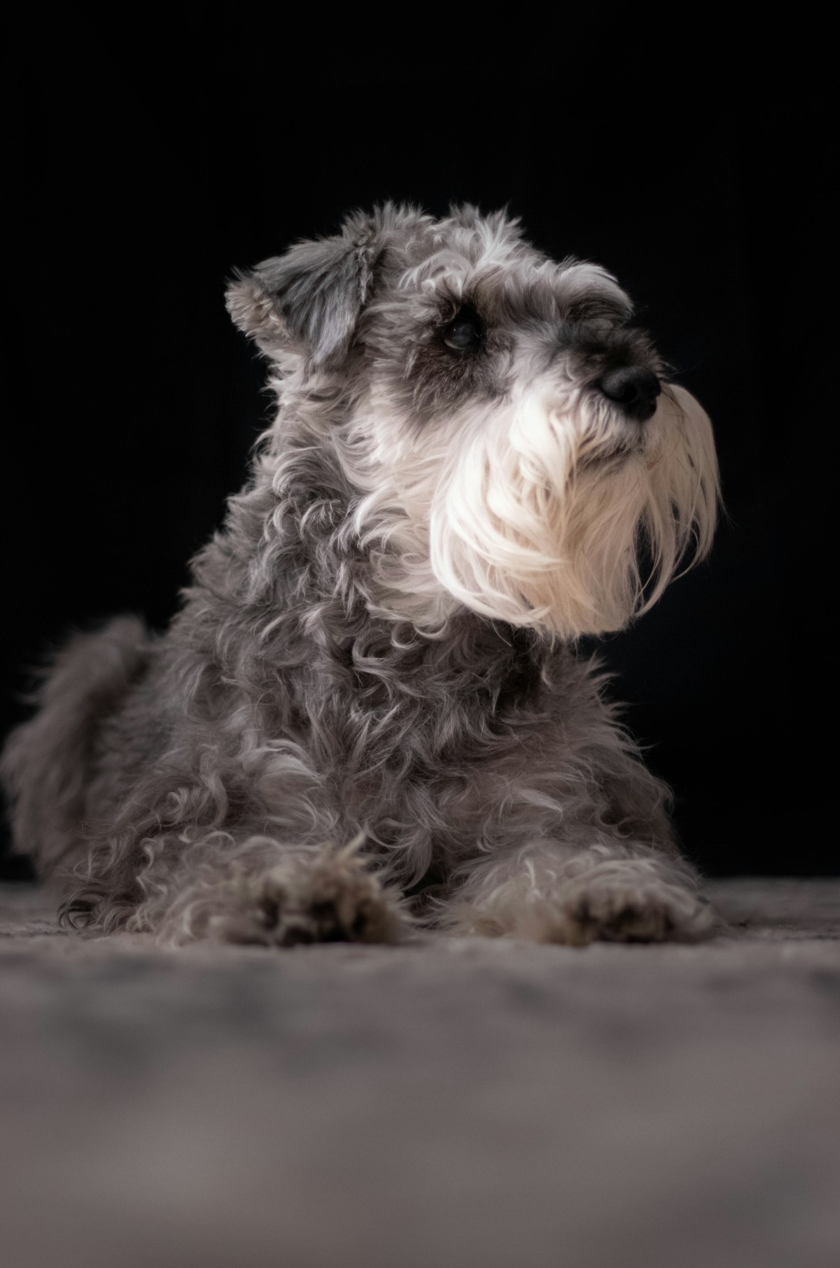 Schnauzer Miniatura sal e pimenta com barba branca deitado em fundo escuro
