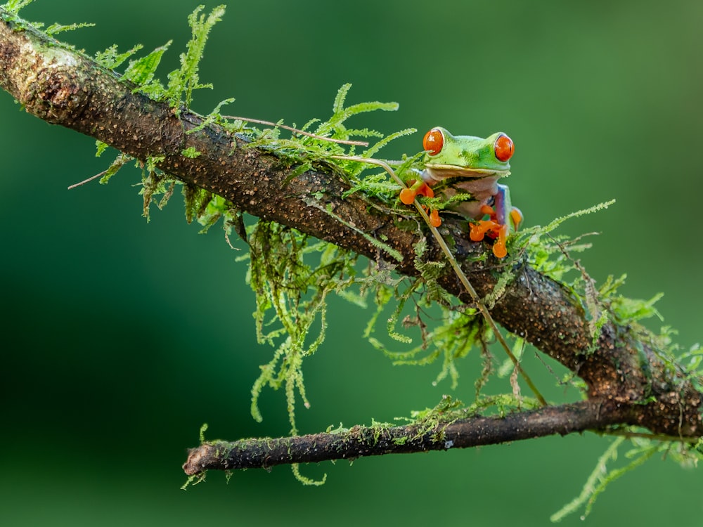 Fotografía de enfoque selectivo de lagarto verde y naranja en tallo marrón
