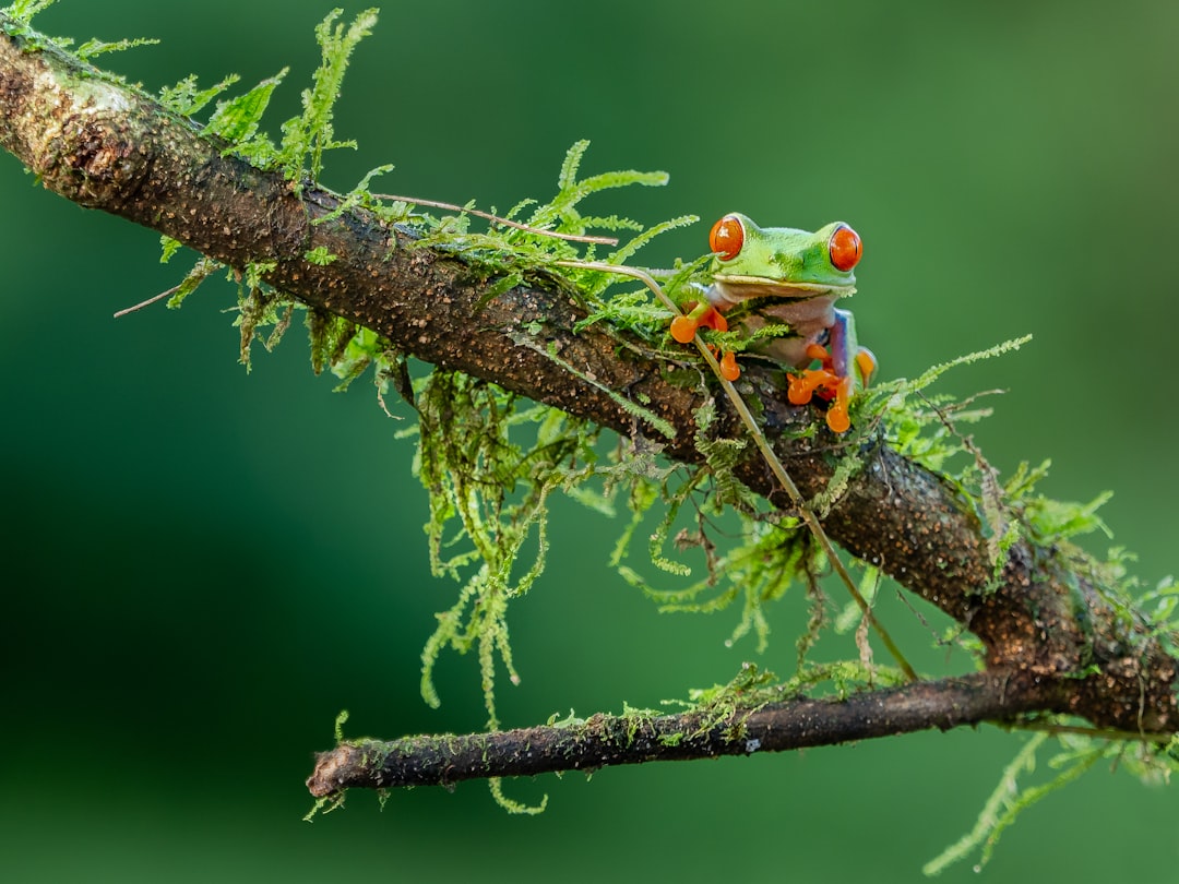 selective focus photography of green and orange lizard on brown stem