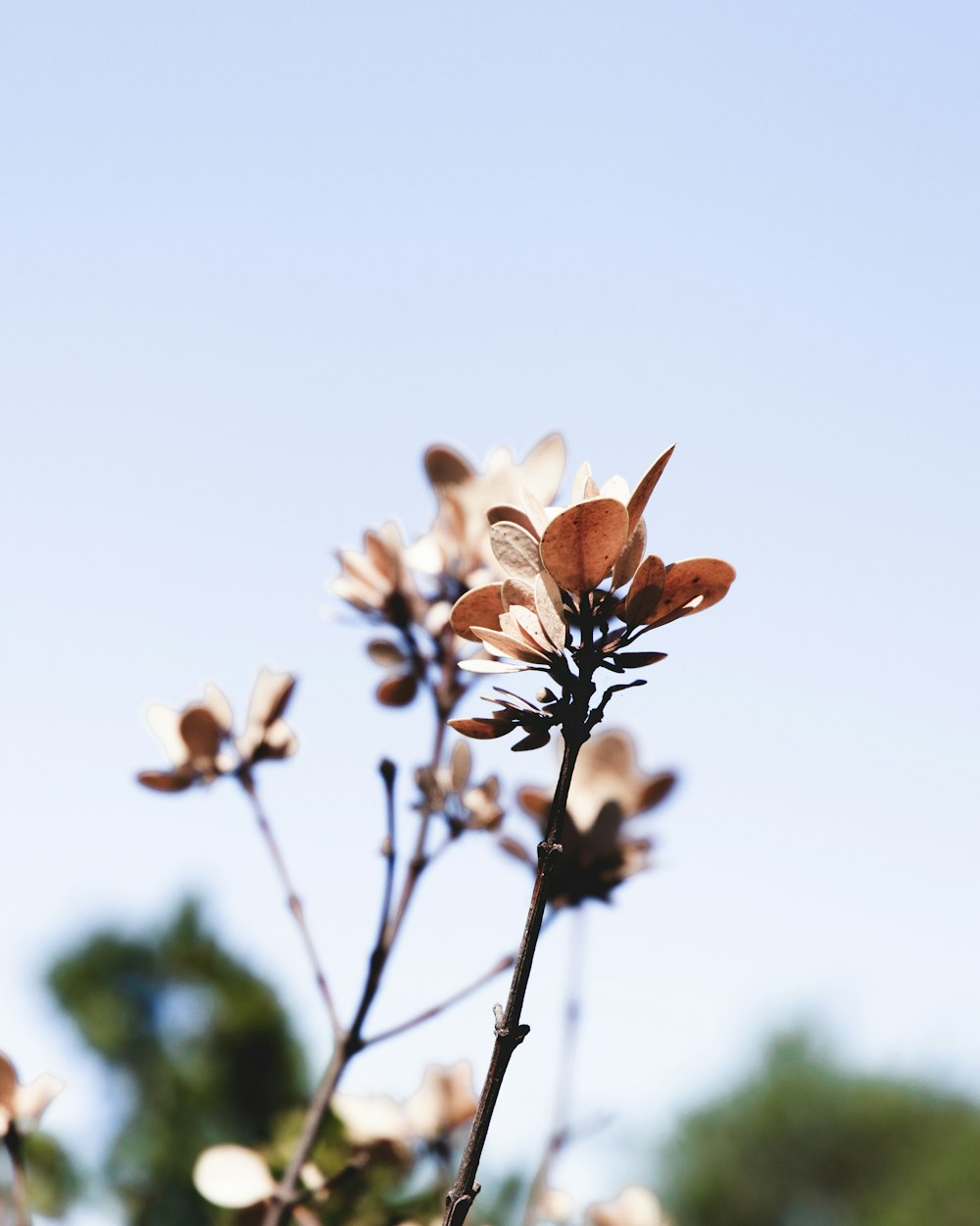 bokeh photography of brown-leaved plant