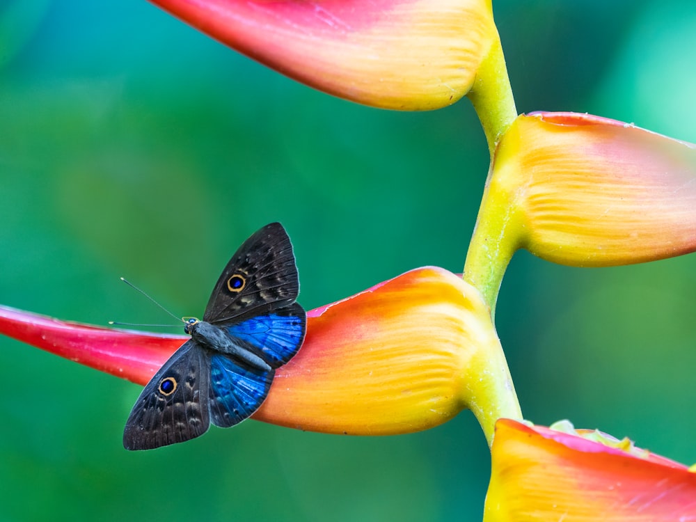 mariposa azul y negra sobre flor rosa y amarilla