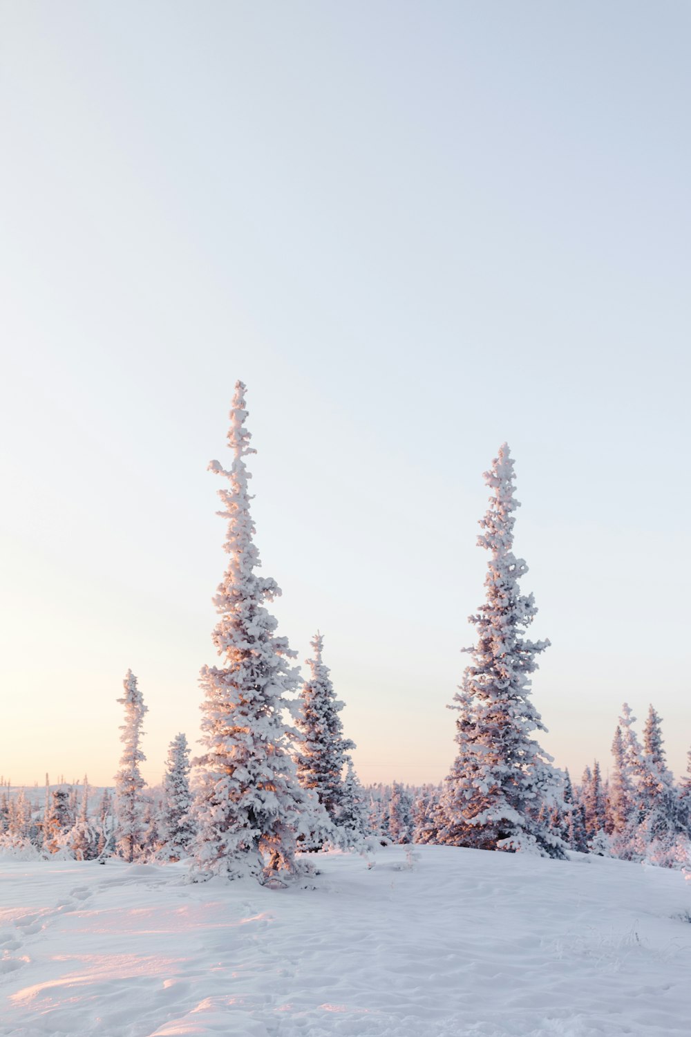 green pine trees on snow-covered mountain during daytime