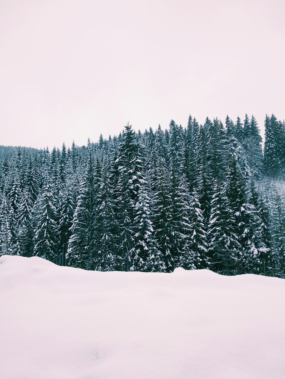 green pine trees during daytime