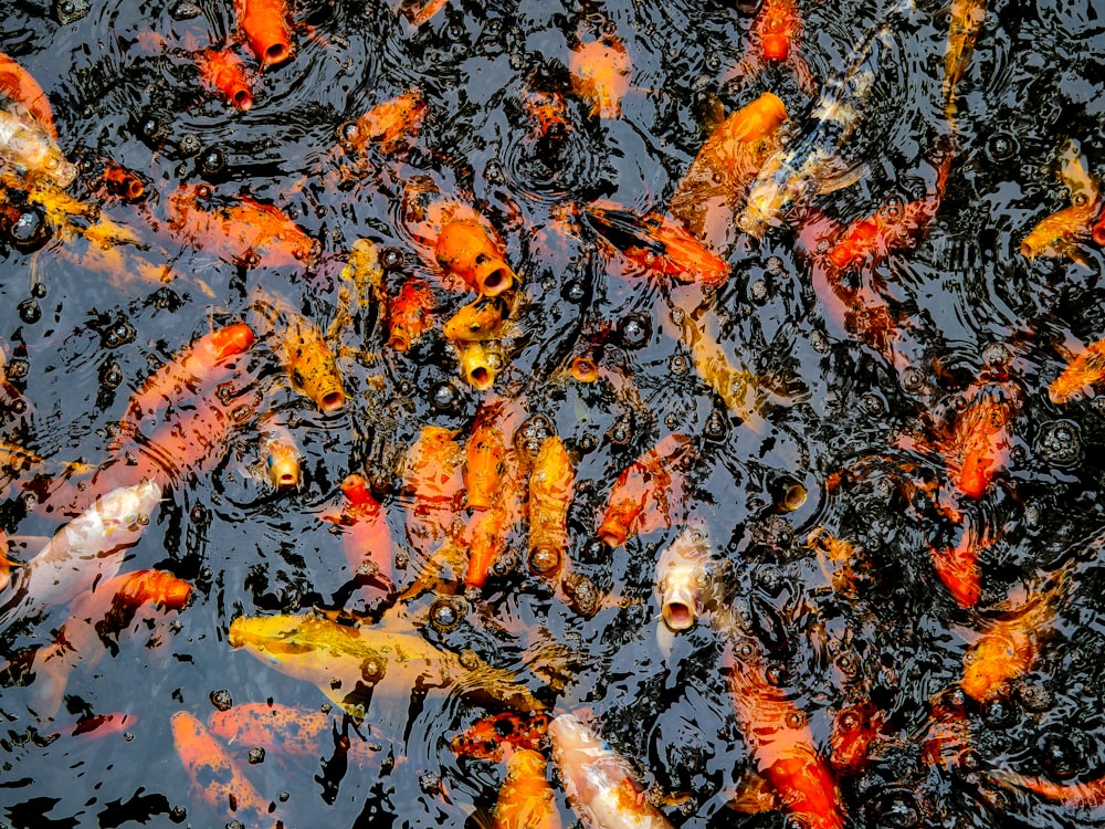 school of koi fish on body of water