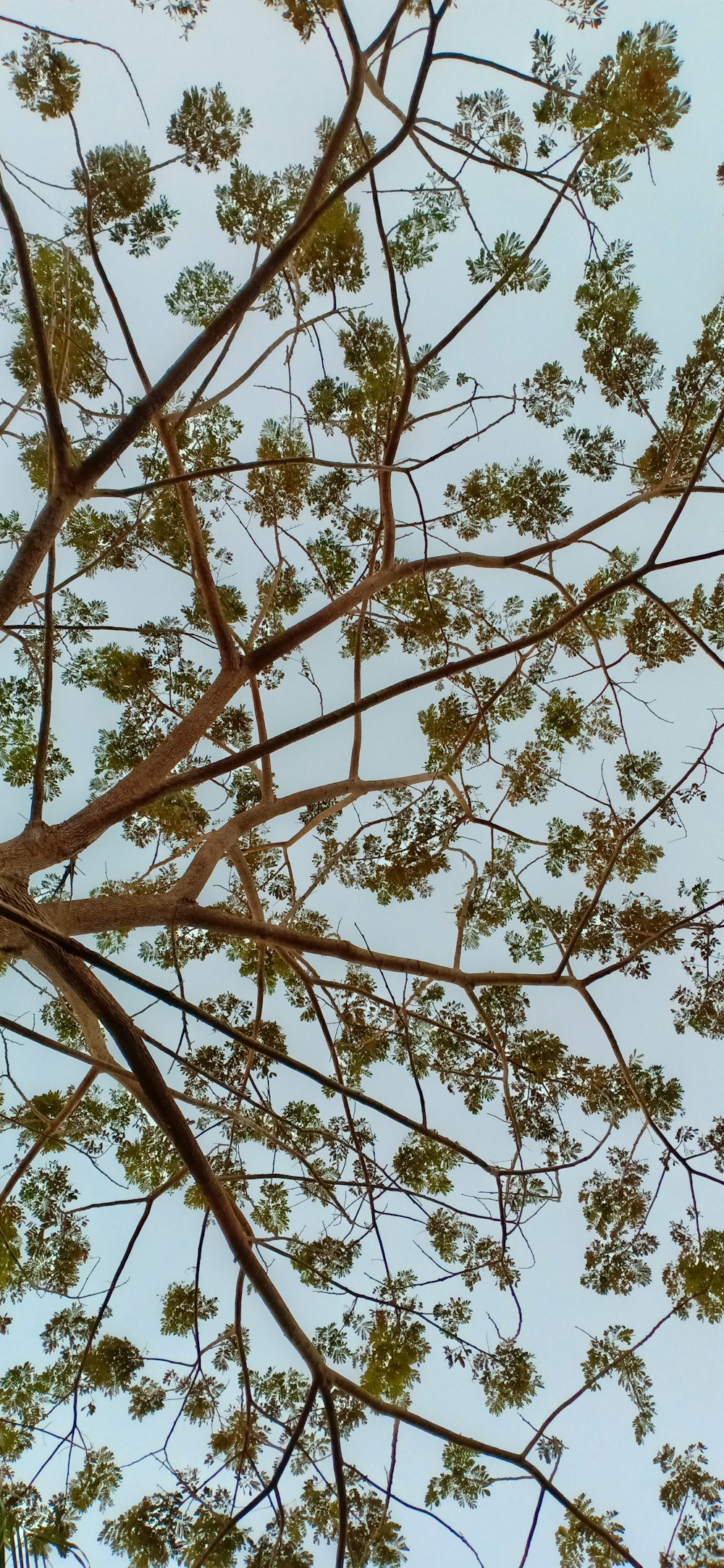 low-angle photography of tree