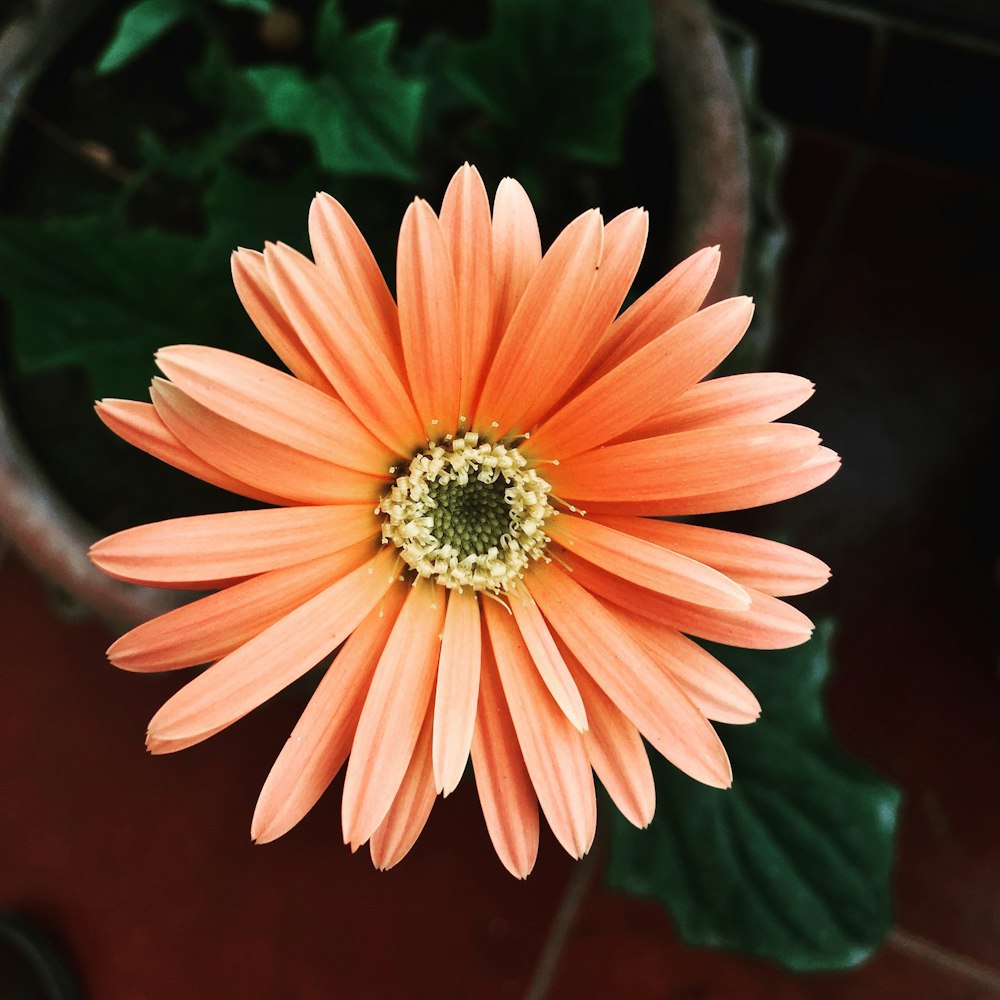 pink daisy flower